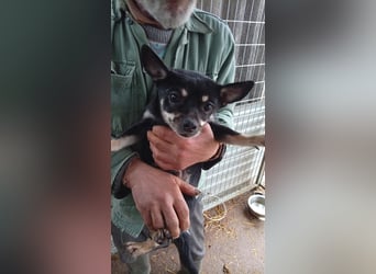 Stefi PP - raus aus dem Tierheim und rein ins Glück