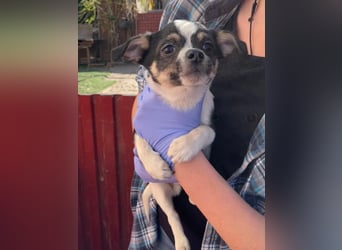 Bibi2 PP – neugieriger Chihuahua Welpe sucht ein liebevolles Körbchen 