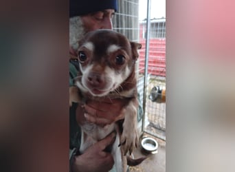 Hosszu PP - kleine Chihuahualady sucht großes Glück