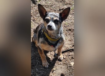 Merle. katzenfreundliche Chihuahua Dame geb. 12/2018