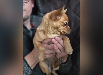 Paula, liebes, schlaues Chihuahua Mädchen geb. 2025