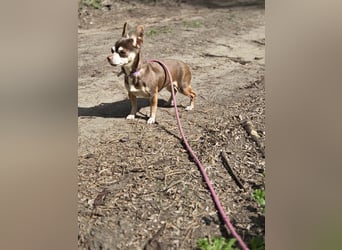 Nina, hübsche, kleine Chihuahua Hündin geb. 01/2023