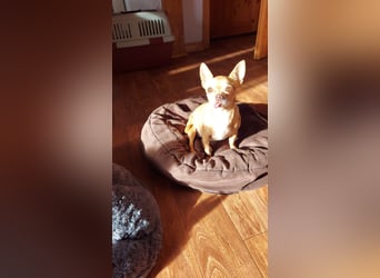 Parfis, schüchternes Chihuahua Mädchen geb. 2018