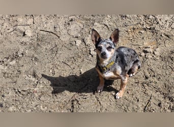 Merle. katzenfreundliche Chihuahua Dame geb. 12/2018