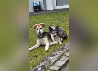 Merle. katzenfreundliche Chihuahua Dame geb. 12/2018