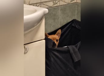 Paula, liebes, schlaues Chihuahua Mädchen geb. 2025