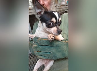 Pöttyöske, schüchterne Chihuahua Hündin geb. 12 /2024