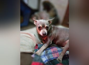 Sandy, süße, kleine Chihuahua Hündin geb. 2022