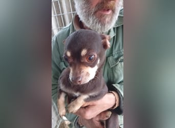 Lejla, süße, kleine Chihuahua Dame geb. 2021