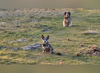 Merle. katzenfreundliche Chihuahua Dame geb. 12/2018