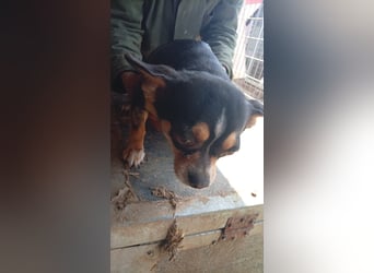 Negro, kleiner Chihuahua Rüde geb. 01/2023