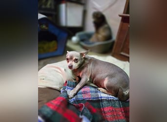 Sandy, süße, kleine Chihuahua Hündin geb. 2022
