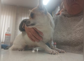 Füge, süße, kleine Chihuahua Hündin geb. 03/2023