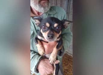 Cookie, süße, kleine Chihuahua Hündin geb. 2021