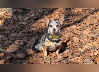 Merle. katzenfreundliche Chihuahua Dame geb. 12/2018