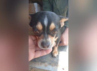 Negro, kleiner Chihuahua Rüde geb. 01/2023