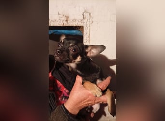 Bojt, kleiner Chihuahua Welpe geb. 12/2025