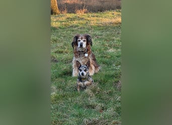 Merle. katzenfreundliche Chihuahua Dame geb. 12/2018