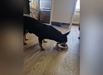 Csipa, hübscher Chihuahua geb 2025