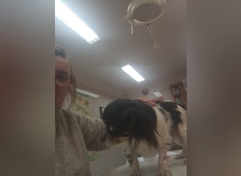 Zsani, kleines Chihuahua Mädchen geb. 02/2023