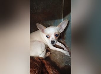 Folti, süße, kleine Chihuahua Hündin geb. 03/2025