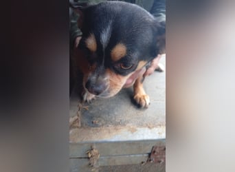 Negro, kleiner Chihuahua Rüde geb. 01/2023