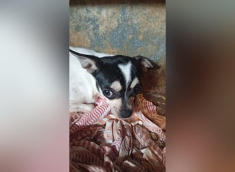 Pöttyöske, schüchterne Chihuahua Hündin geb. 12 /2024