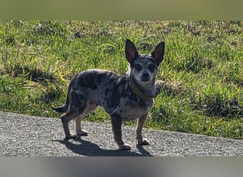 Merle. katzenfreundliche Chihuahua Dame geb. 12/2018