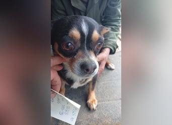 Negro, kleiner Chihuahua Rüde geb. 01/2023