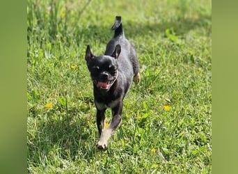 Bojt, süßer. kleiner Chihuahua Junghund geb. 12 /2025