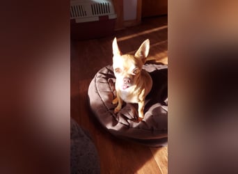 Parfis, schüchternes Chihuahua Mädchen geb. 2018