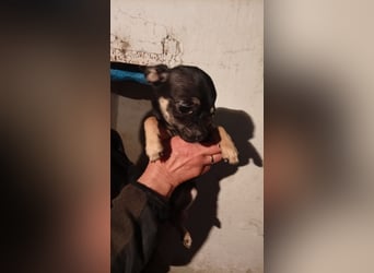 Bojt, kleiner Chihuahua Welpe geb. 12/2025