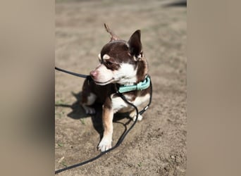 Lulu, freundlich, offener Chihuahua Rüde geb. 02/2025
