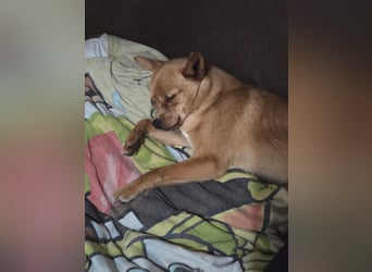 Paula, liebes, schlaues Chihuahua Mädchen geb. 2025