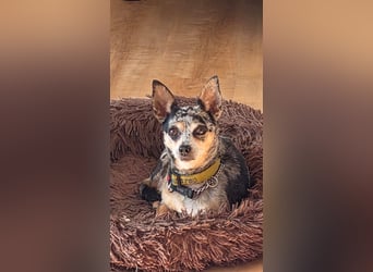 Merle. katzenfreundliche Chihuahua Dame geb. 12/2018