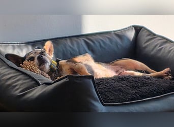 Merle. katzenfreundliche Chihuahua Dame geb. 12/2018