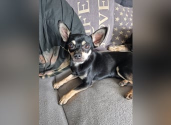 Csipa, hübscher Chihuahua geb 2025