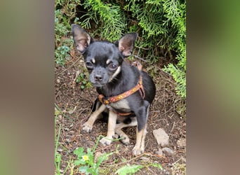 Bojt, süßer. kleiner Chihuahua Junghund geb. 12 /2025