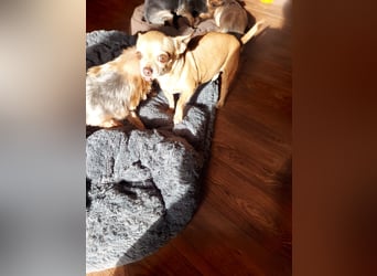 Parfis, schüchternes Chihuahua Mädchen geb. 2018