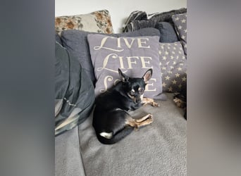 Csipa, hübscher Chihuahua geb 2025