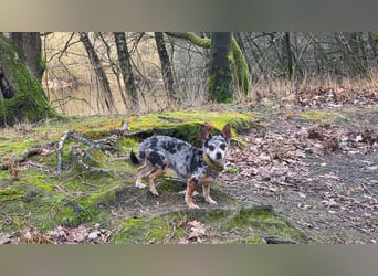 Merle. katzenfreundliche Chihuahua Dame geb. 12/2018