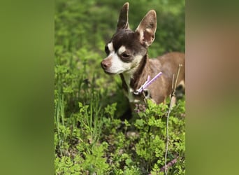 Nina, hübsche, kleine Chihuahua Hündin geb. 01/2023
