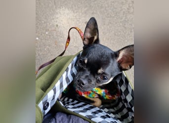 Bojt, süßer. kleiner Chihuahua Junghund geb. 12 /2025