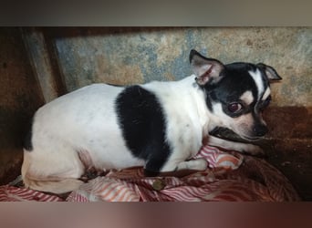 Pöttyöske, schüchterne Chihuahua Hündin geb. 12 /2024