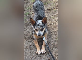 Merle. katzenfreundliche Chihuahua Dame geb. 12/2018