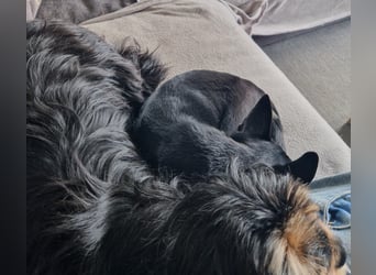 Csipa, hübscher Chihuahua geb 2025