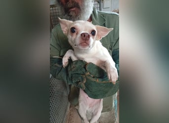 Matrica, schüchterne Chihuahua Hündin geb. 11/2024