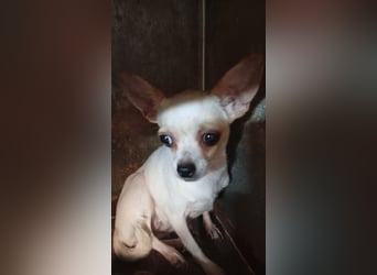 Folti, süße, kleine Chihuahua Hündin geb. 03/2025