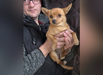 Paula, liebes, schlaues Chihuahua Mädchen geb. 2025