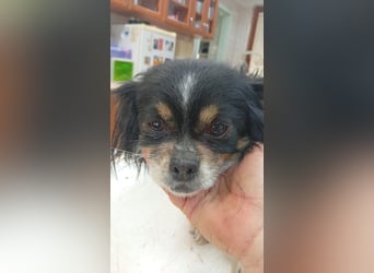 Zsani, kleines Chihuahua Mädchen geb. 02/2023